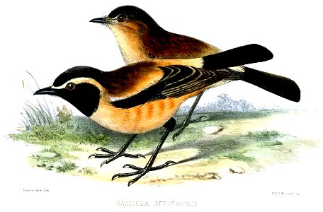 Buff-streaked Chat, adult (front) and immature (behind)