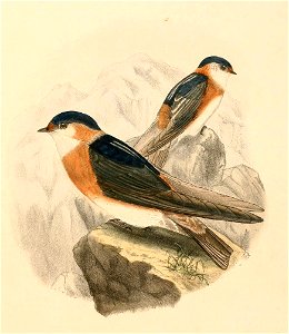 « Petrochelidon ruficollaris » = Petrochelidon rufocollaris (Chestnut-collared Swallow)