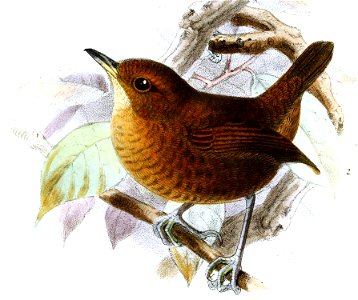 Microcerculus ustulatus