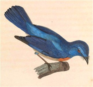 English:  « Muscicapa elegans » = Cyornis turcosus (Malaysian Blue Flycatcher) - maleFrançais :  « Muscicapa elegans » = Cyornis turcosus (Gobemouche malai