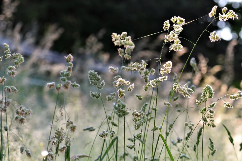 Nature grasses blade of grass
