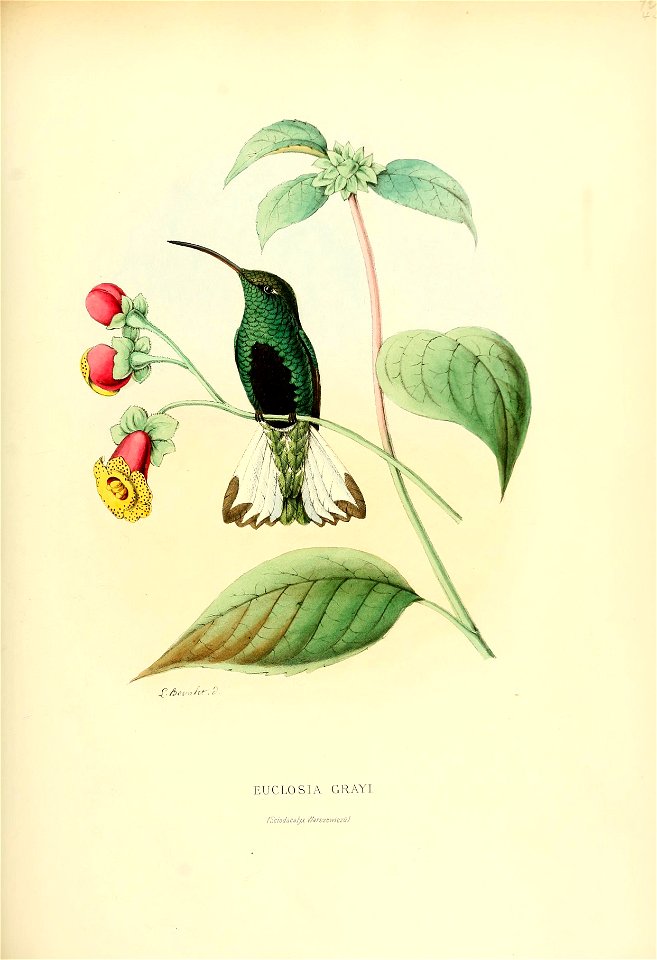 Euclosia grayi = Lafresnaya lafresnayi[1]