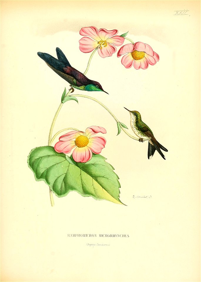 Ramphomicron macrorhynchus = Ramphomicron microrhynchum