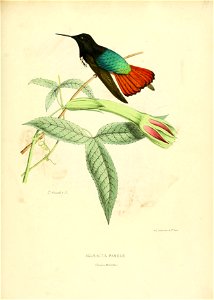 Aglaeactis pamelae