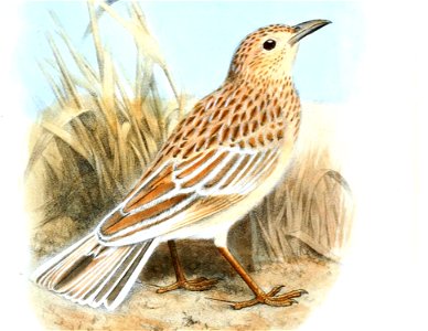 Certhilauda somalica