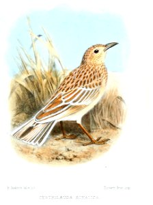 Certhilauda somalica
