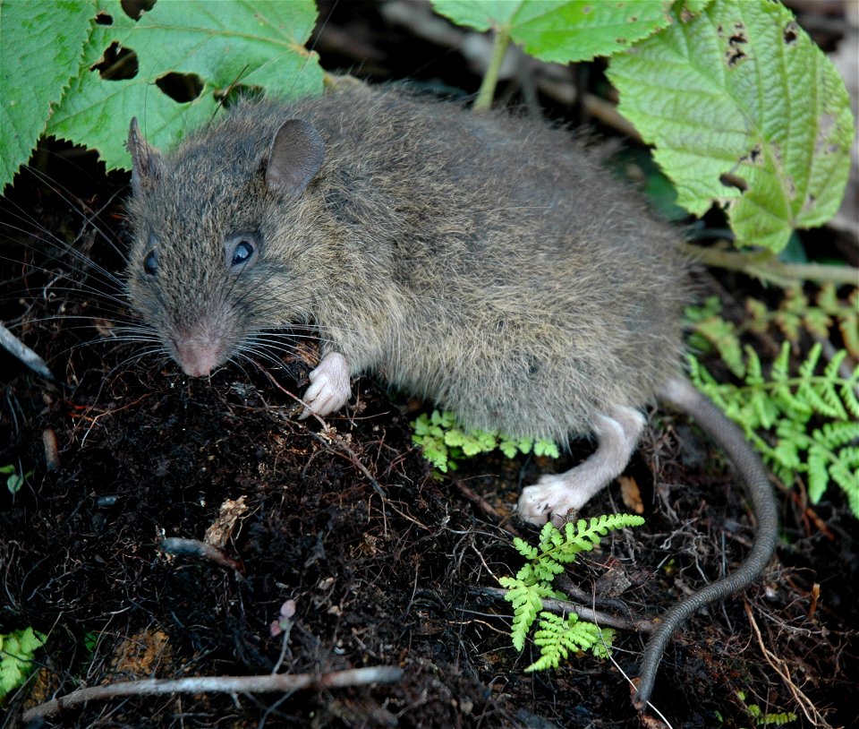 Batomys salomonseni