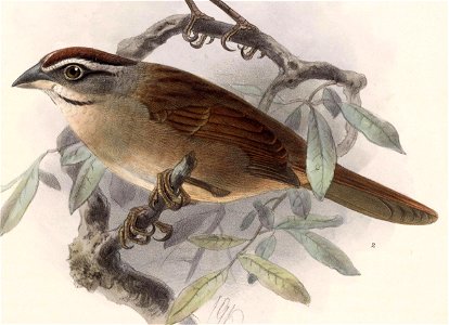 English:  « Haemophila rufescens » = Aimophila rufescens (Rusty Sparrow)Français :  « Haemophila rufescens » = Aimophila rufescens (Bruant roussâtre)