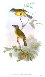 Hyloterpe philippensis = Pachycephala philippensis = Pachycephala philippinensis