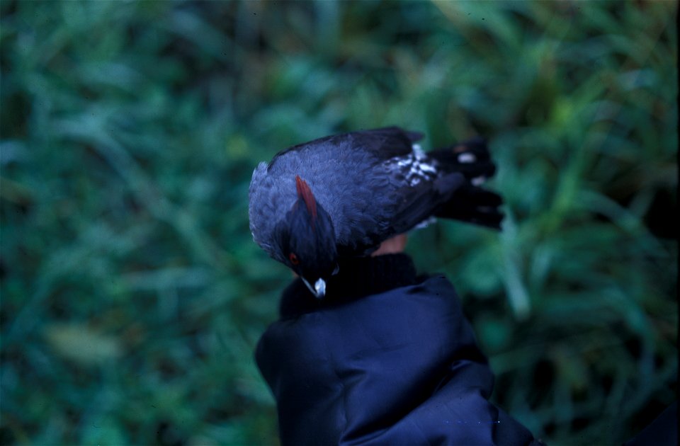 Red-crested Cotinga (Ampelion rubrocristatus) from the NBII Image Gallery. Photographed in Ecuador.