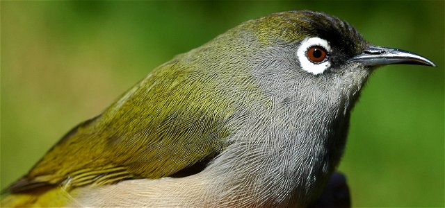 Picture of Zosterops olivaceus, bird of Reunion Island