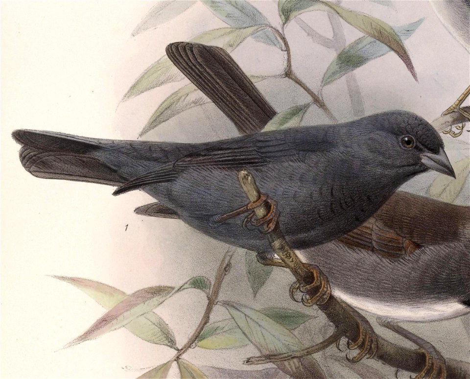English:  « Haplospiza rustica » = Haplospiza rustica uniformis (Subspecies of Slaty Finch)Français :  « Haplospiza rustica » = Haplospiza rustica uniformi