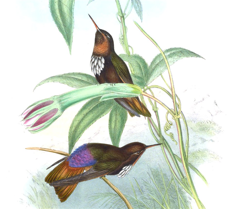 Aglaeactis castelnaui = Aglaeactis castelnaudii (as mentioned in the book itself)