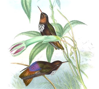 Aglaeactis castelnaui = Aglaeactis castelnaudii (as mentioned in the book itself)