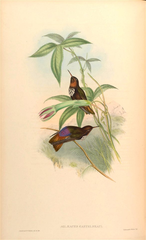 Aglaeactis castelnaui = Aglaeactis castelnaudii (as mentioned in the book itself)