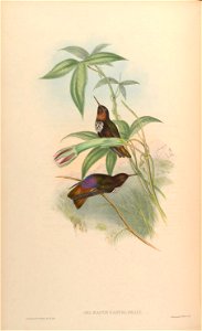 Aglaeactis castelnaui = Aglaeactis castelnaudii (as mentioned in the book itself)