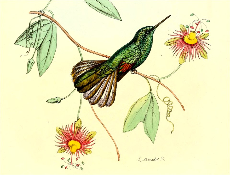 Eupherusa poliocerca