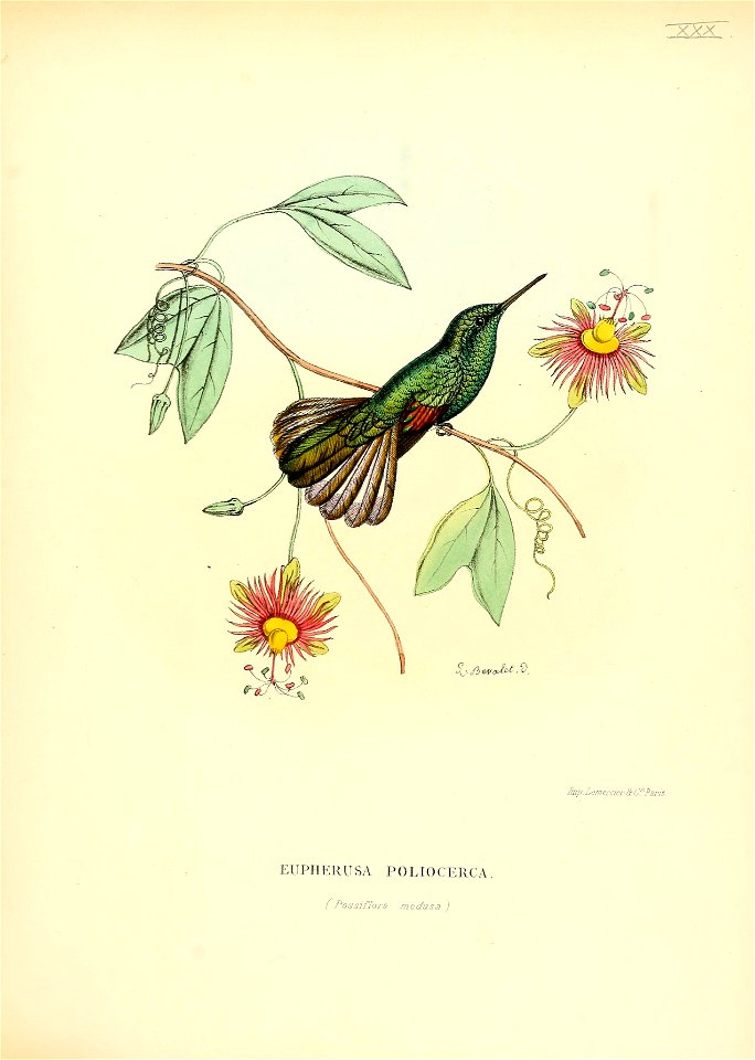 Eupherusa poliocerca