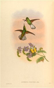 Eupherusa poliocerca