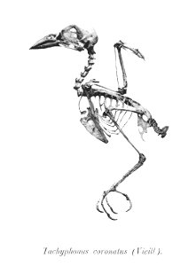 Tachyphonus coronatus