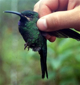 Black-throated Brilliant (Heliodoxa schreibersii). Female from Cordillera del Cóndor, Ecuador.