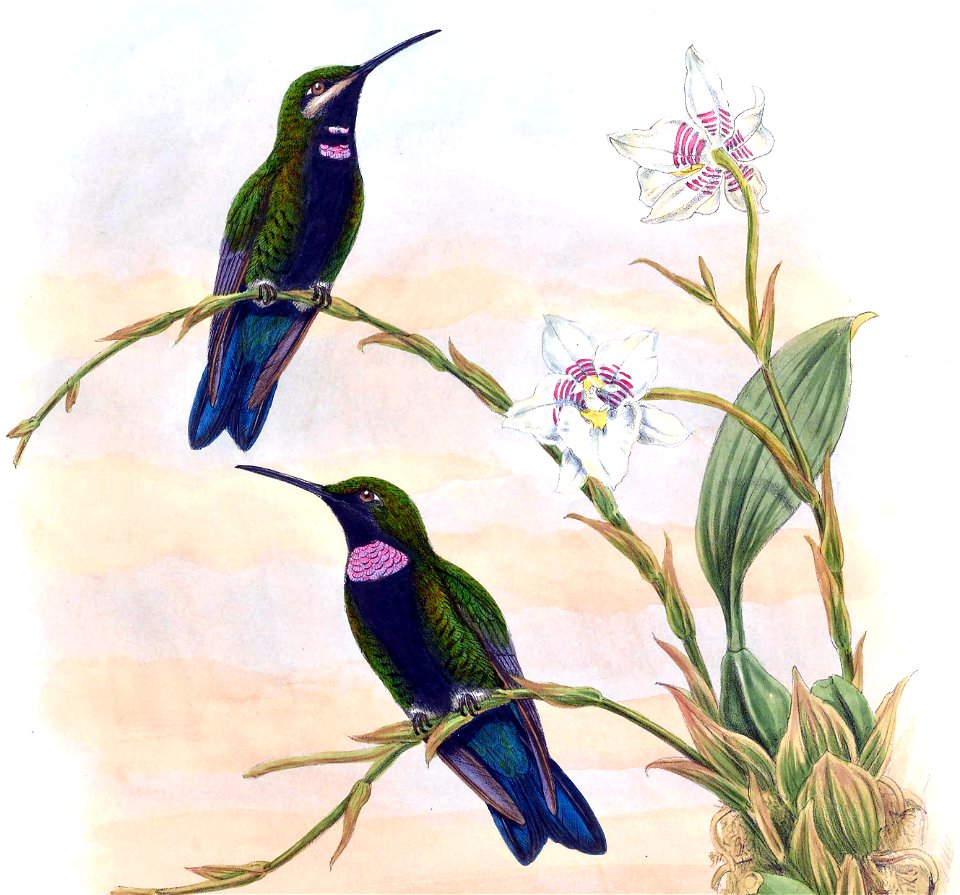 Ionolæma whitelyana = Heliodoxa schreibersii whitelyana in John Gould's Hummingbirds, ISBN 978-1555216610