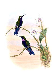 Ionolæma whitelyana = Heliodoxa schreibersii whitelyana in John Gould's Hummingbirds, ISBN 978-1555216610