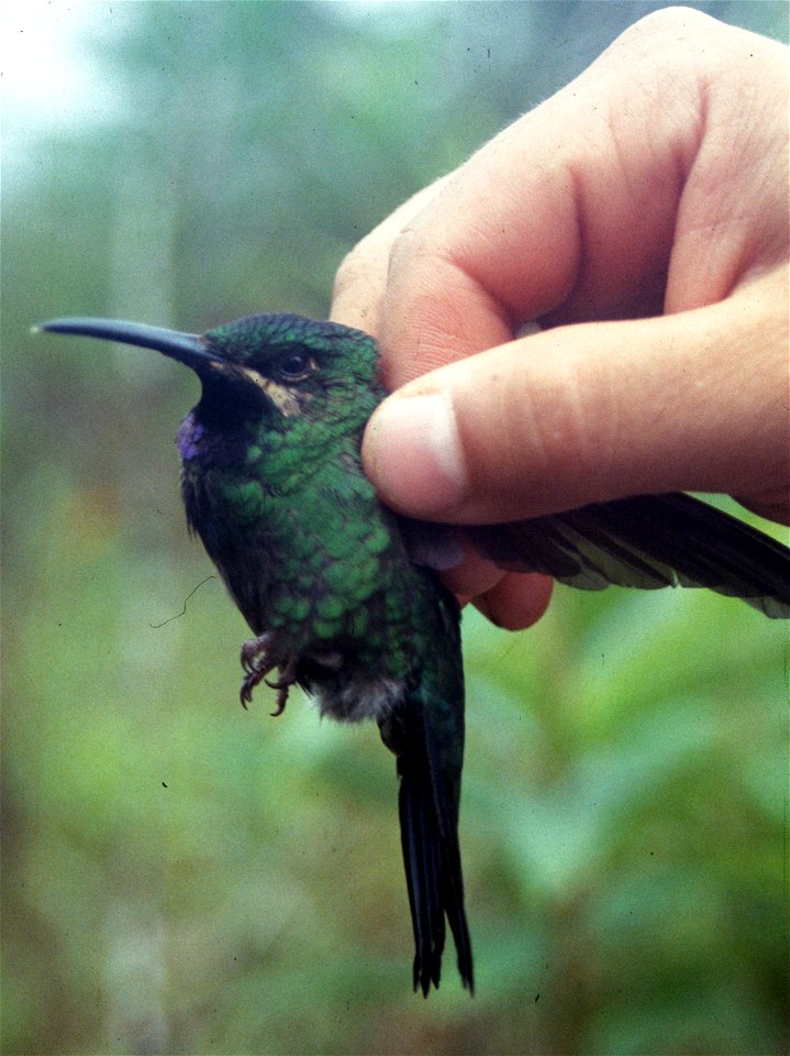 Black-throated Brilliant (Heliodoxa schreibersii). Female from Cordillera del Cóndor, Ecuador.