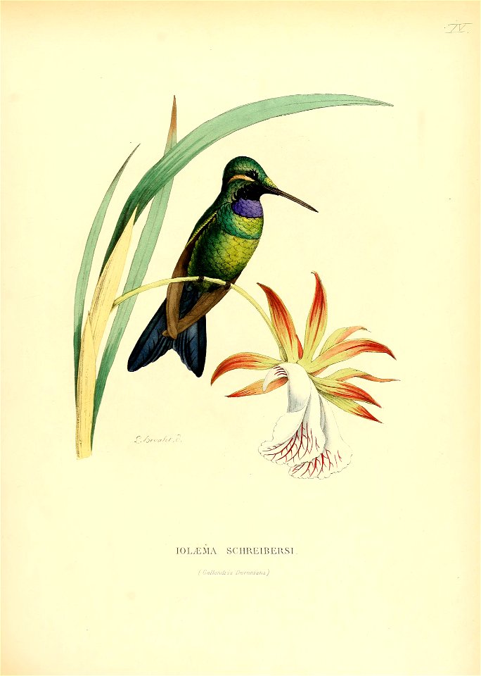 Iolaema schreibersi = Heliodoxa schreibersii[1]