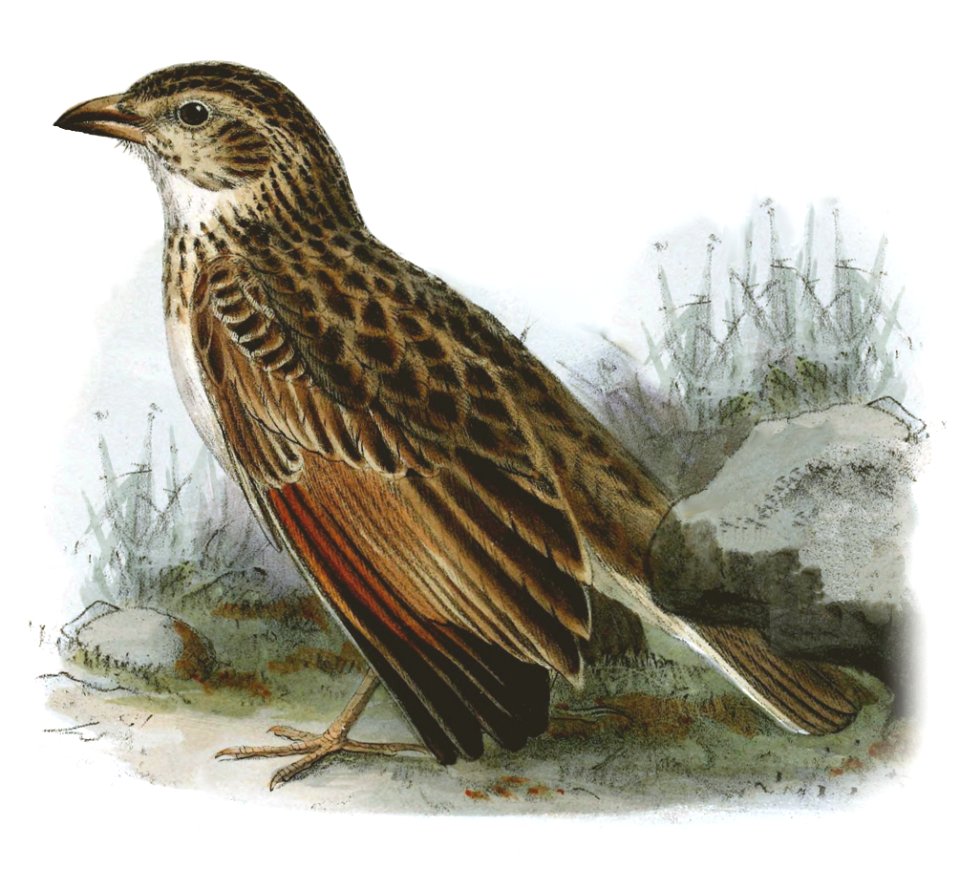 Mirafra "fringilloides" (typo on plate; see accompanying text) = Mirafra fringillaris (Sundevall, 1850) = Spizocorys fringillaris
