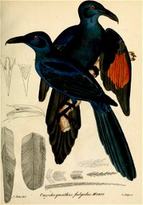 Onychognathus fulgidus - Beitrag zur Ornithologie Westafrica's