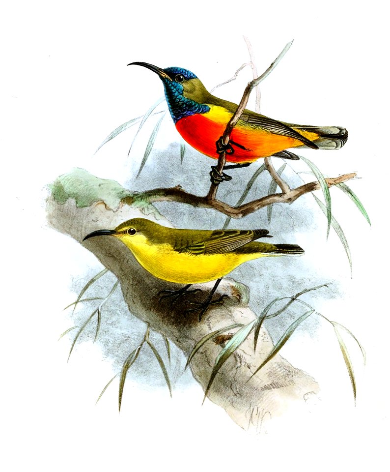 Cinnyris solaris