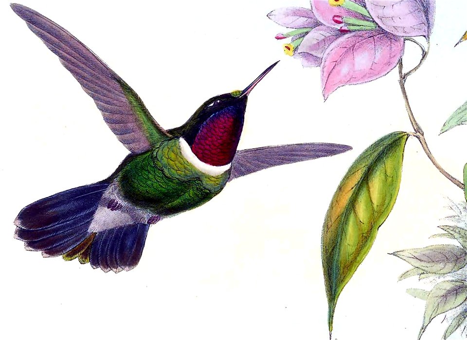 Heliangelus clarisse (now integrated in Heliangelus amethysticollis) in John Gould's Hummingbirds ISBN 978-1555216610