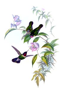 Heliangelus clarisse (now integrated in Heliangelus amethysticollis) in John Gould's Hummingbirds ISBN 978-1555216610