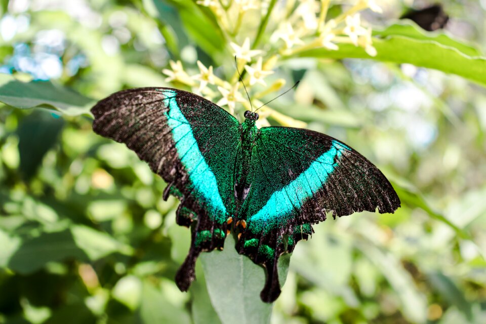 Insect animal world wing