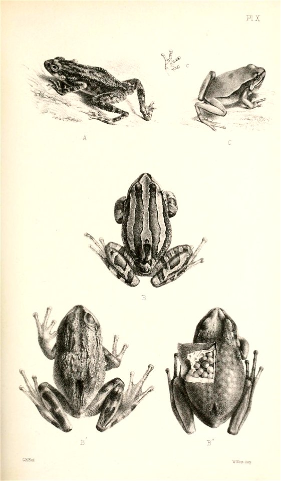 Catalogue of the Batrachia Salientia in the collection of the British Museum /  by ... A. Günther.