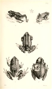 Catalogue of the Batrachia Salientia in the collection of the British Museum /  by ... A. Günther.