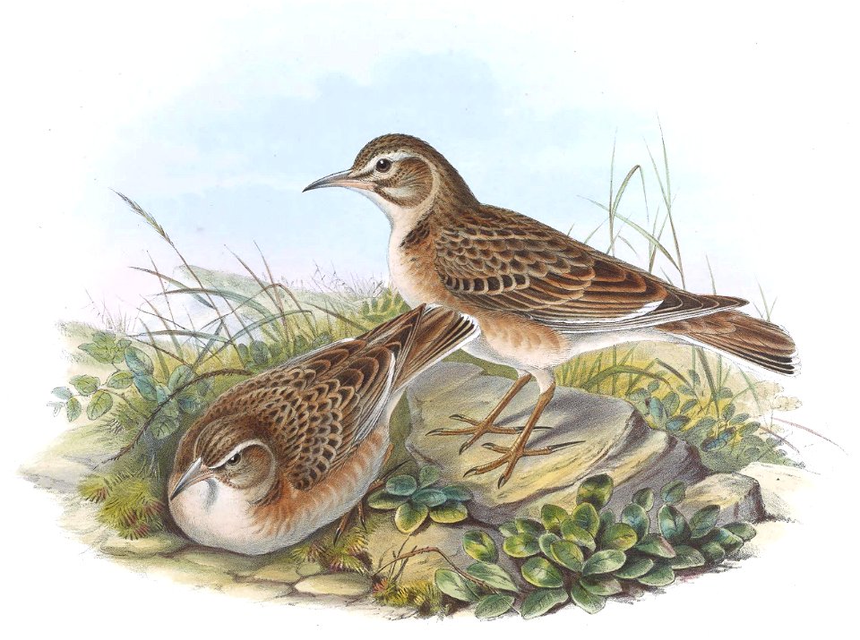 Melanocorypha maxima