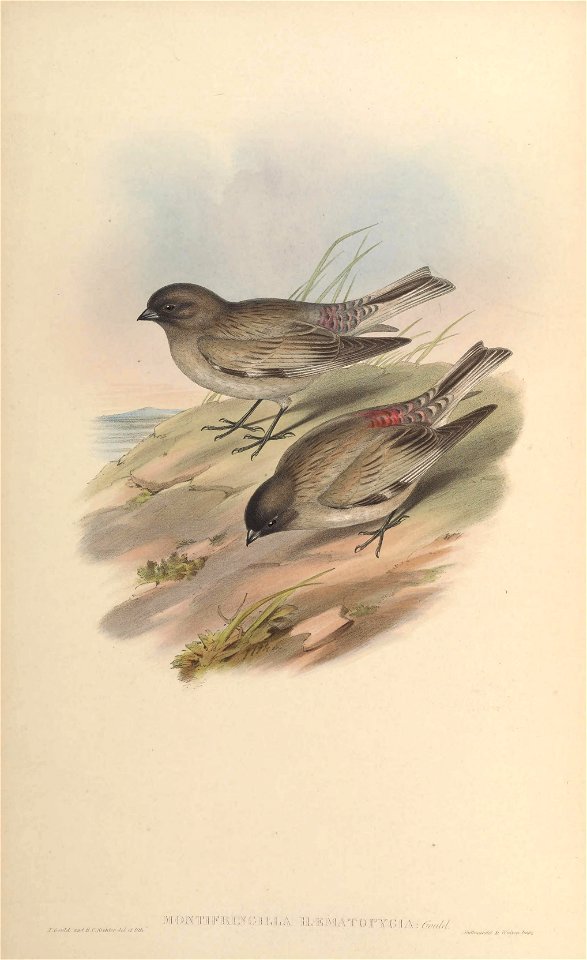 Montifringilla haematopygia = Leucosticte brandti haematopygia[1]