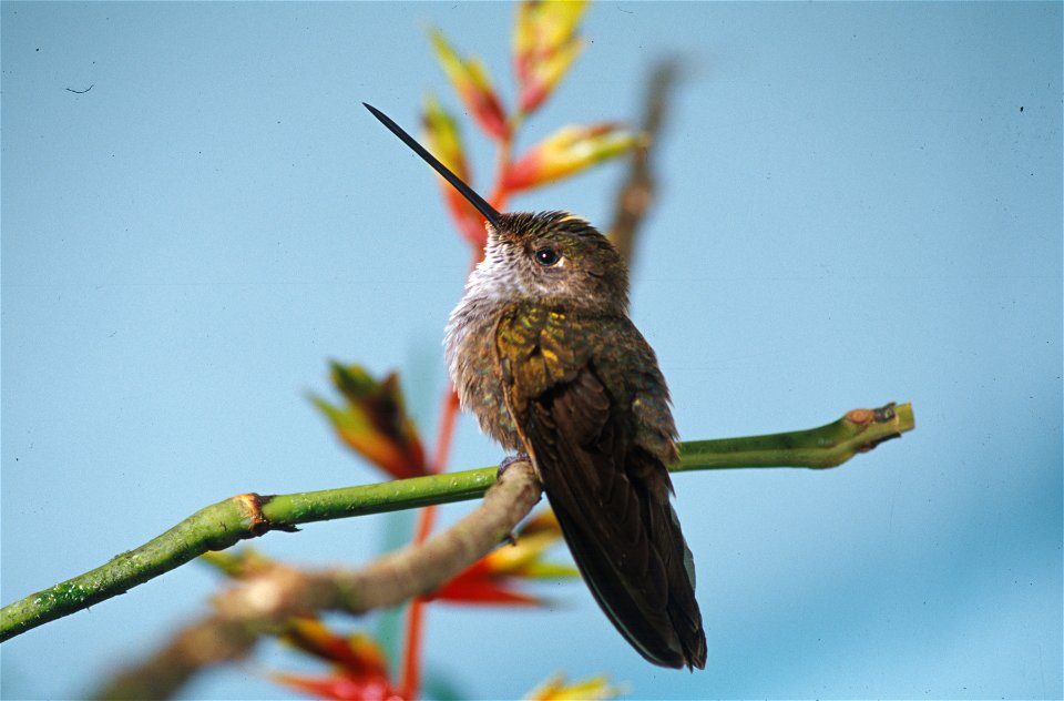 Bronzy inca (Coeligena coeligena) from the NBII Image Gallery. Photographed in Cordillera del Cóndor, Ecuador.