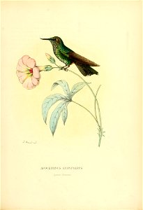 Avocettinus eurypterus = Opisthoprora euryptera[1]