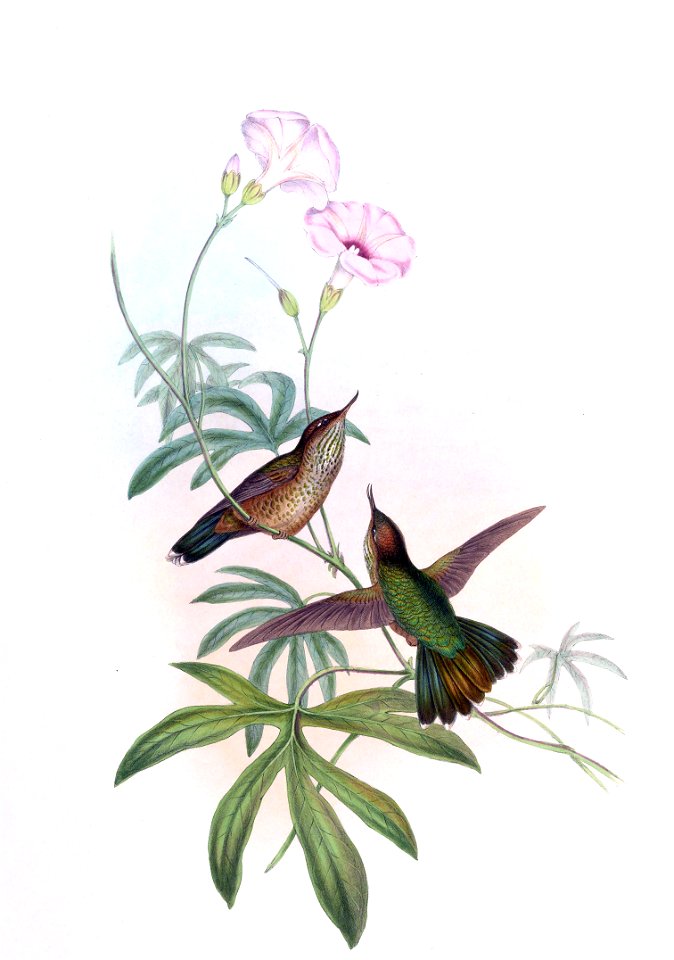 Opisthoprora euryptera = Avocettinus eurypterus in John Gould's Hummingbirds, ISBN 978-1555216610