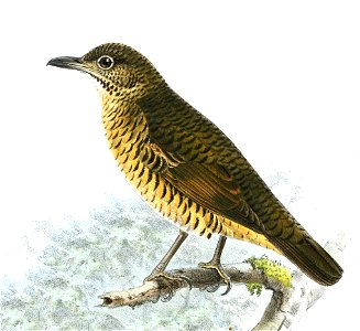 Zoothera imbricata