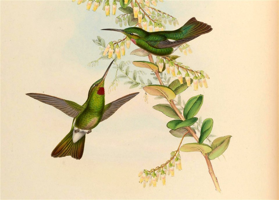 Aphantochroa gularis = Heliodoxa gularis [1]