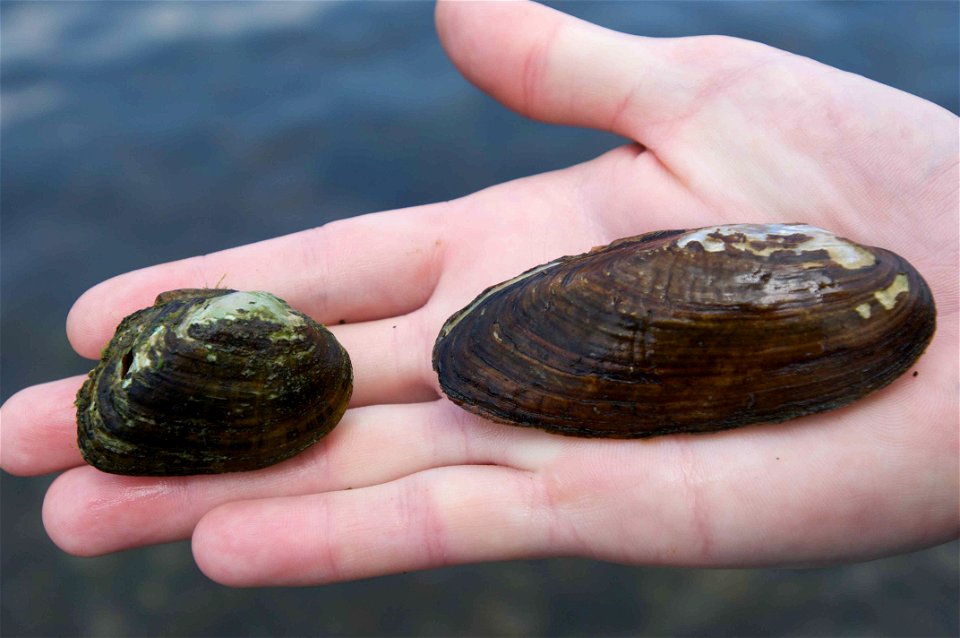 Image title: Brook floater and northern lance alasmidonta varicosa and elliptio fisheriana
Image from Public domain images website, http://www.public-domain-image.com/full-image/fauna-animals-public-d