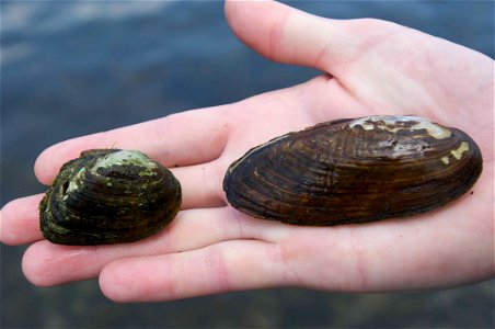 Image title: Brook floater and northern lance alasmidonta varicosa and elliptio fisheriana
Image from Public domain images website, http://www.public-domain-image.com/full-image/fauna-animals-public-d