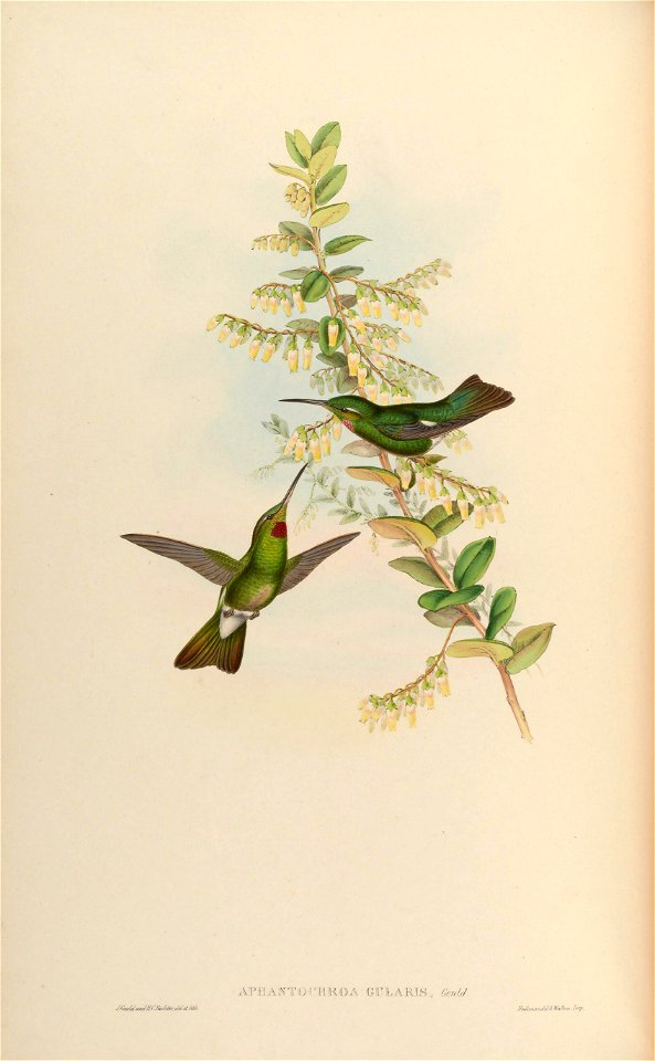 Aphantochroa gularis = Heliodoxa gularis [1]