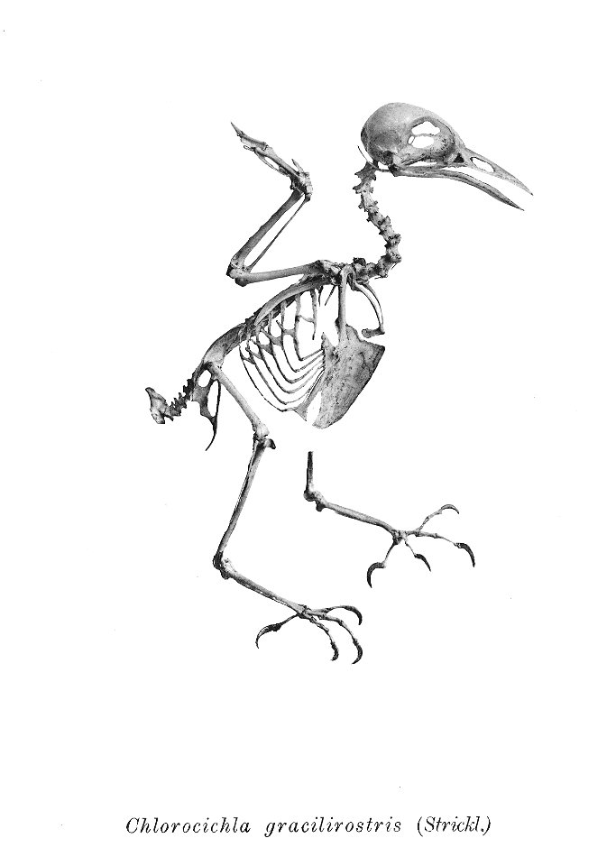 Bird skeletons. Chlorocichla gracilirostris=Stelgidillas gracilirostris