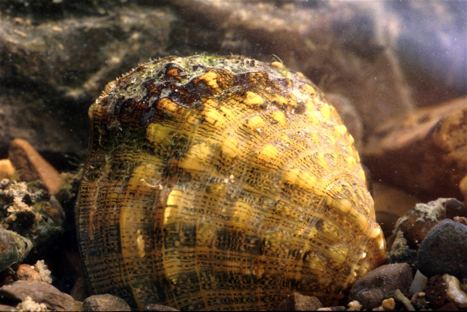 Cyprogenia stegaria