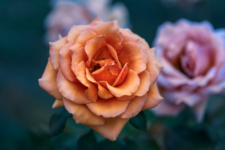 Summer flowers orange